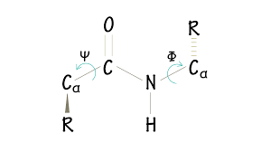 <p>Phi and psi bonds?</p>
