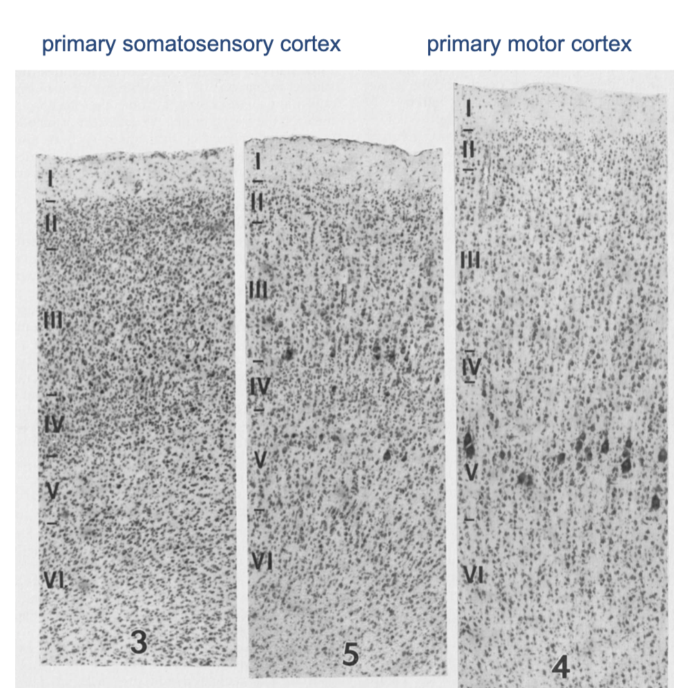 <p><strong>cerebral cortex</strong></p><ul><li><p>basic 6-layered organization is conserved across all mammals</p><ul><li><p>______ (new, 6 layers_</p></li><li><p>______ (middle 4/5 layers)</p></li><li><p>______ (other) cortical areas</p></li></ul></li></ul><p></p>