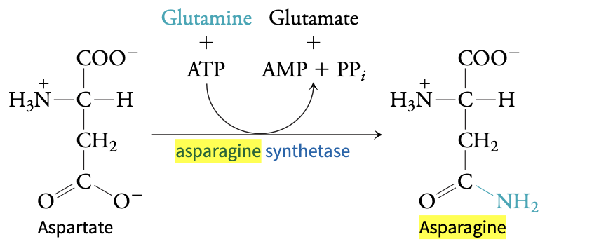<ol><li><p><span>Aspartate carboxyl is activated by an ATP-dependent process</span></p></li><li><p><span>Formation of β-aspartyl-AMP intermediate</span></p></li><li><p><span>Glutamine deamidation releases ammonia</span></p></li><li><p><span>Ammonia does nucleophilic attack on aspartyl, produces asparagine and glutamine </span></p></li></ol><p></p>