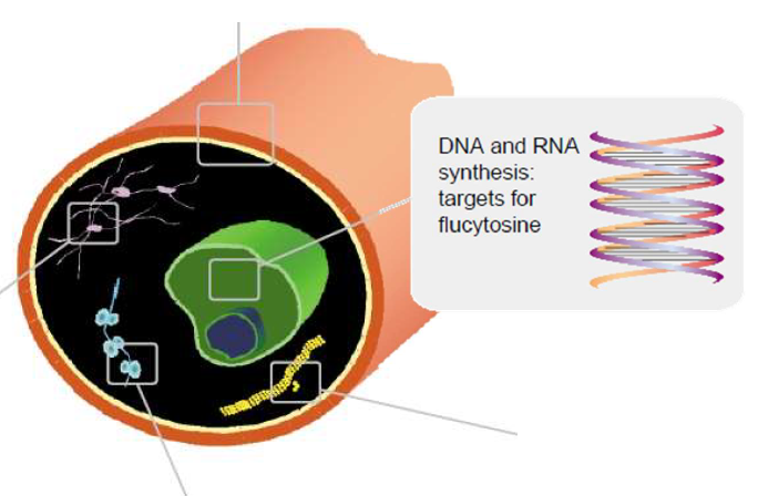 - targets nucleic acid synthesis
- REQUIRES cytosine permease for uptake. take into cell.
- effective against yeast Candida and Cryptococcus spp
- used in combination with other antifungals
- fungi rapidly develop resistance against flucytosine

prodrug that REQUIRES:
- cytosine deaminase
- uracil phosphoribosyl transferase (UPRTase)
- ribonucleotide reductase
- kinase

- for flucytosine to be effective it must have CYTOSINE PERMEASE and CYTOSINE DEAMINASE.
