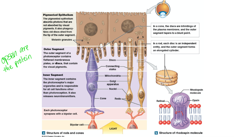 <p>what is the role of the outer pigmented portion of our retina? </p>