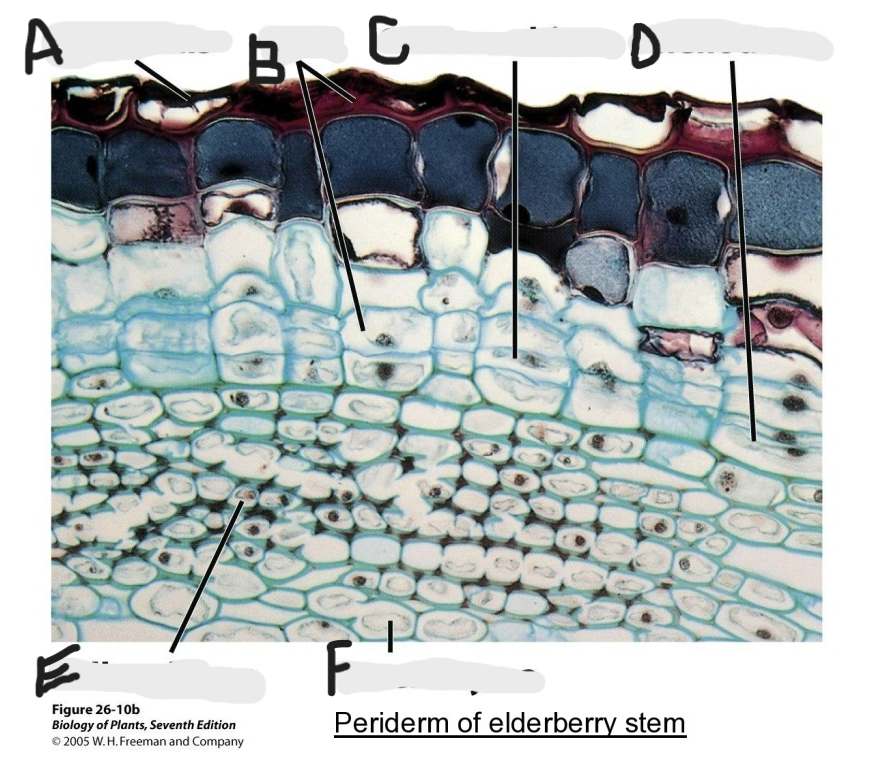 <p>Identify A-F in Periderm of elderberry stem.</p>