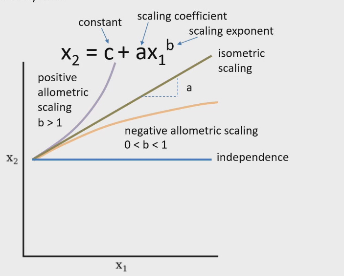 <ul><li><p>Orange line: as X1 increases X2 also increases. Rate of increase gets gradually less. Slope decreases as value of X1 increases.</p></li><li><p>Has same formula as positive allometric scaling (X2= c+ aX1 ^b ) but exponent b has to be 0&lt;b&lt;1</p></li></ul><p></p>