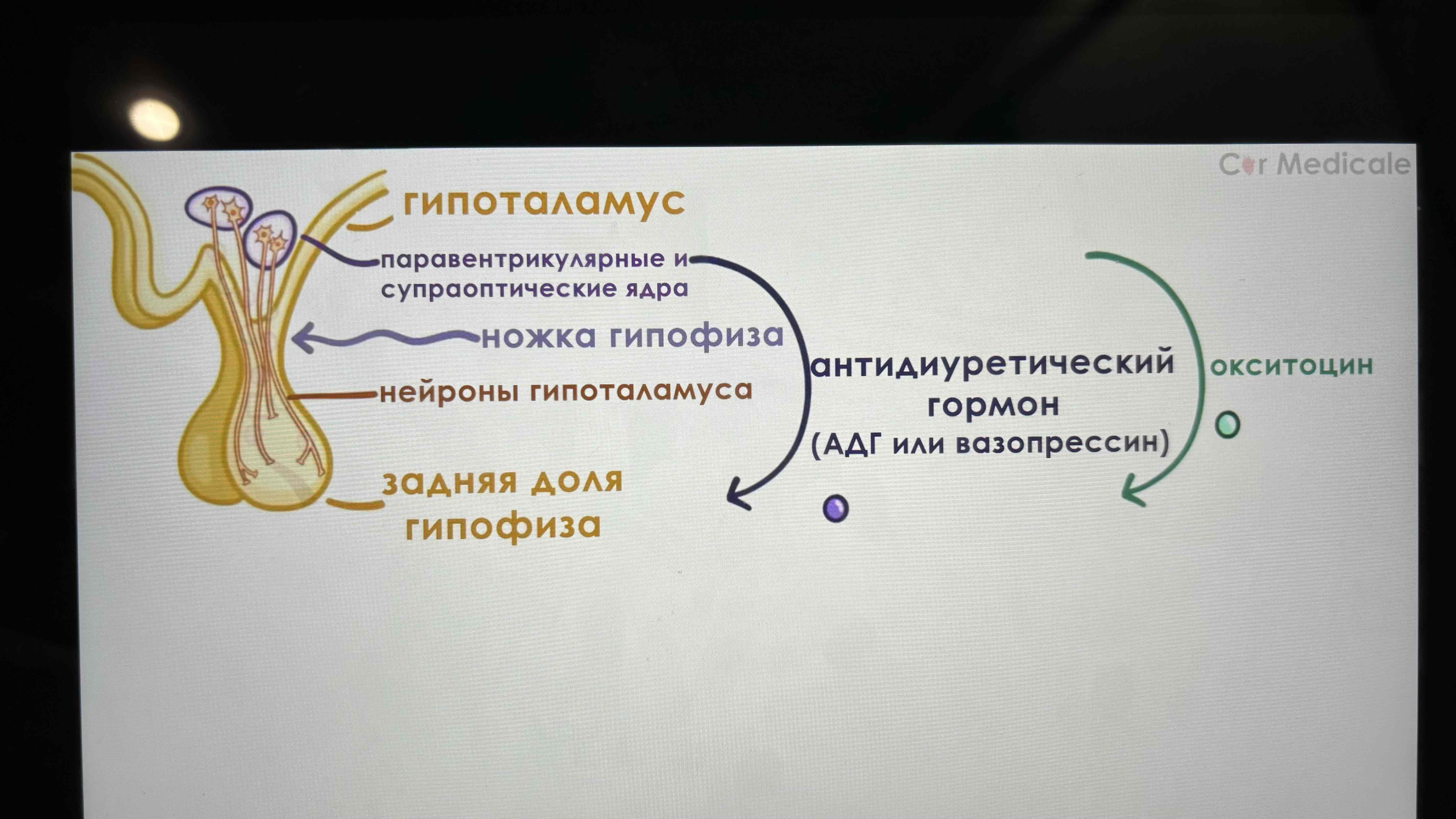 <p>Синтезируют АДГ(удерживает воду, сужает сосуды), вазопрессин и окситоцин(расширяет шейку матки, стимулирует сокращение матки, сокращает мыш кл груди во время лактации)) И хранятся на Аксонах этих ядер » выпускают в капилляры ЗДГ » кровоток.</p>