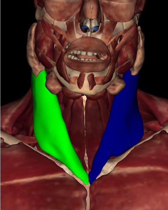 <p>origin: two heads: <strong>sternal head</strong> (manubrium of sternum) <strong>and clavicular head</strong> (medial 1/3 of clavicle)</p><p>insertion: mastoid process of temporal bones</p><p>innervation: CN XI</p><p>action: <strong>bilaterally- </strong>flexion of head (chin towards sternum), elevate sternum during forceful inhalation; <strong>unilaterally- </strong>rotate head</p>