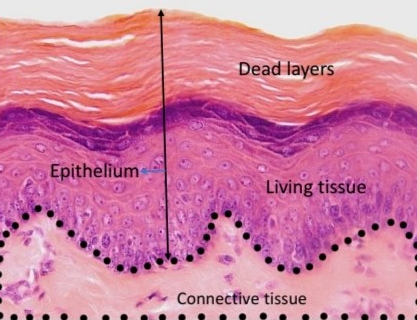 <p>Name the tissue</p>