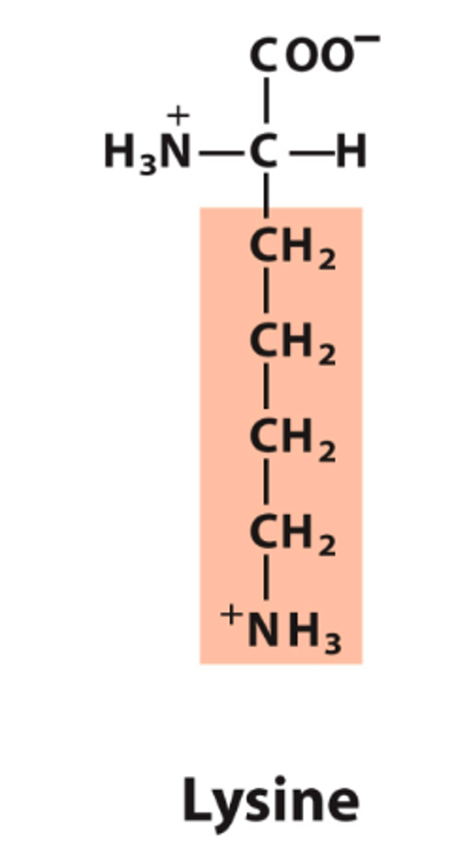 <p>What is the classification of this amino acid's R group?</p>