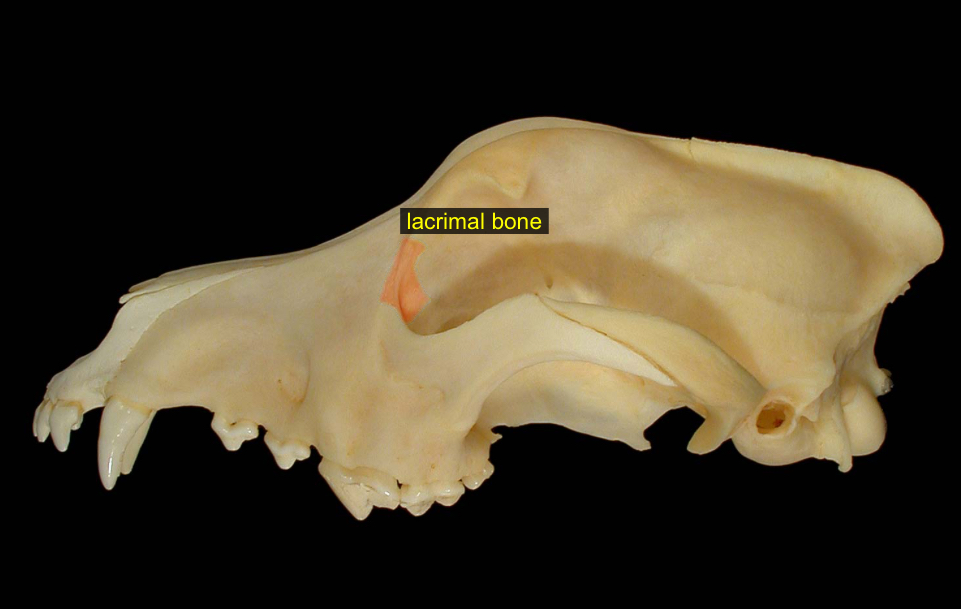 <p>inner corner of eye, surrounds tear duct</p>
