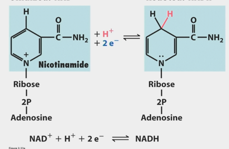 <ul><li><p>principal electron <strong>acceptor</strong> in metabolic redox reactions</p></li><li><p>GAPDH brings this into position to be <strong>reduced </strong>to NADH</p></li><li><p>may be useful in a wide range of therapies</p><ul><li><p>ex: tuberculosis drug Isoniazid → active form binds NADH, inhibits cell wall synthesis enzyme</p></li></ul></li><li><p>FAD used when available free energy can’t reduce this</p></li><li><p>requires ΔGº’ = 52.6 kcal/mol to capture e<sup>-</sup></p></li></ul><p></p>