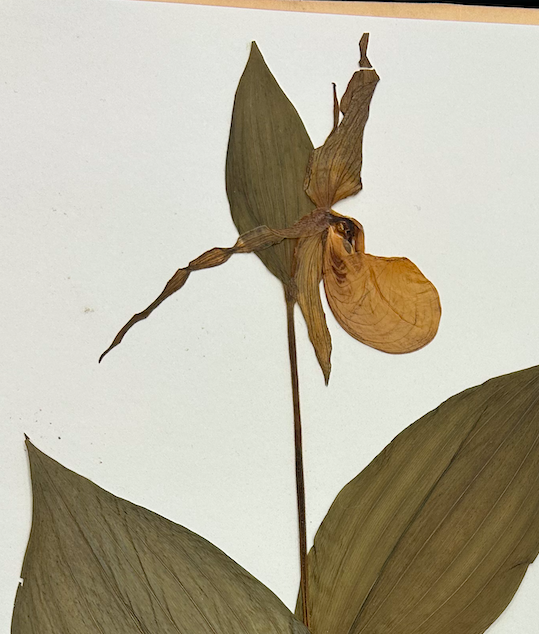 <p>Asparagales</p><p>Orchidaceae</p><p><em>Cypripedium pubescens</em></p>