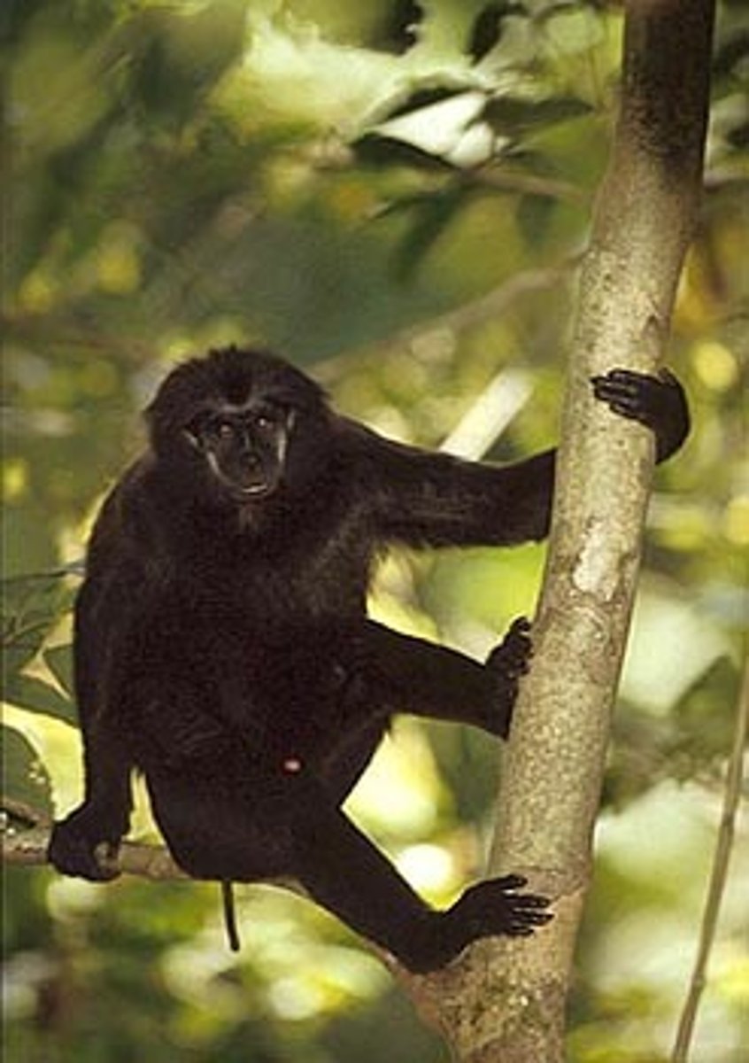<p>NHP in CITES Appendix I</p><p>(parvorder catarrhini)- Pig-Tail Snub-Nose Langur</p>