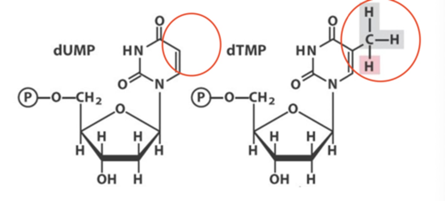 <p>What is is deoxythymidine production catalyzed by</p>