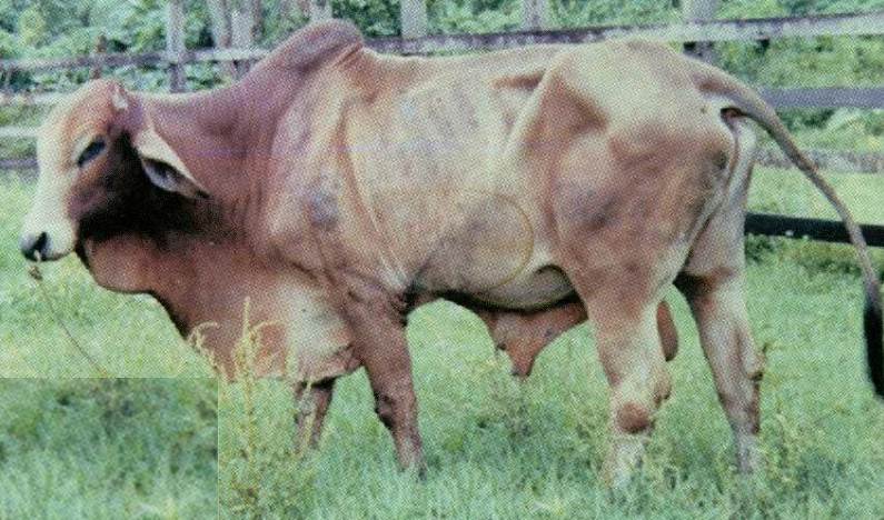 <p>Breed and Country of origin?</p>