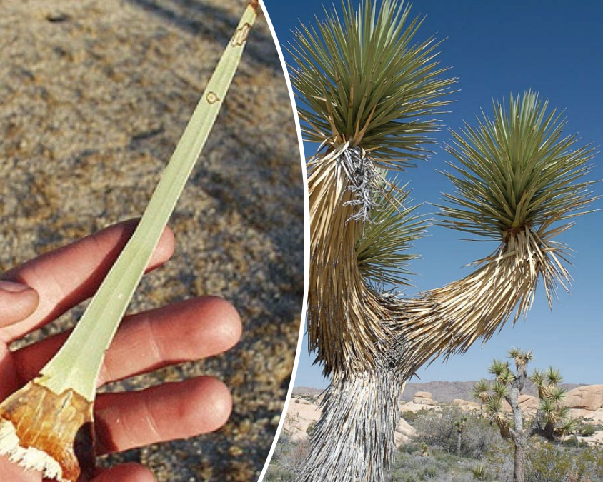 <p>Dense terminal rosettes with evergreen, stiff lanceolate leafs.</p>