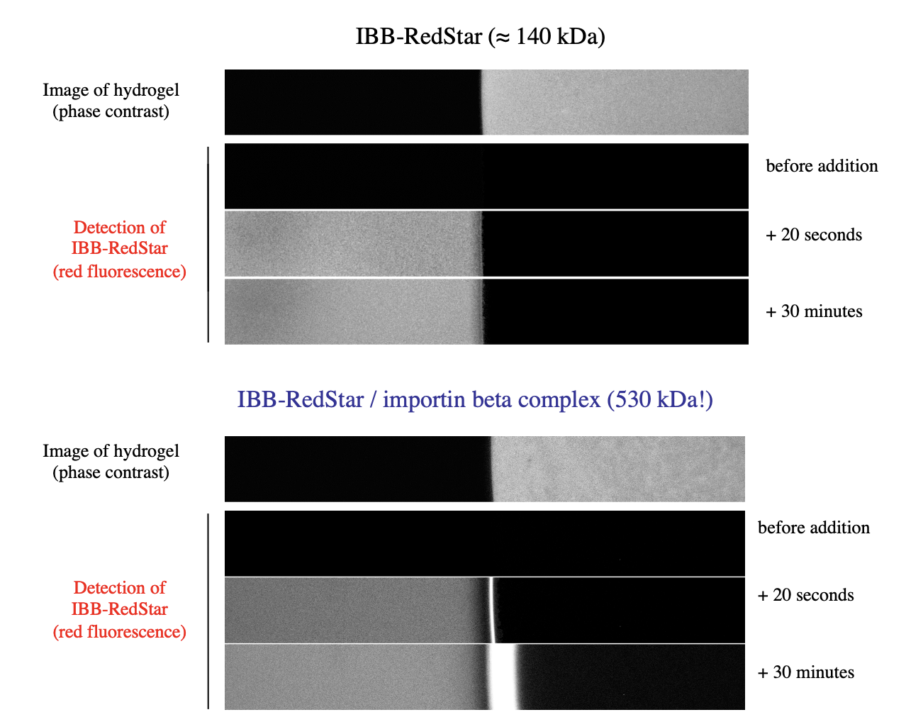 <p>Left: buffer</p><p>Right: hydrogel</p><ol><li><p>with IBB-RedStar→ NO protein transfer</p></li><li><p>with IBB-RedStar/ WITH importin beta complex→ HAD SOME IMPORTED protein</p></li></ol><p></p>