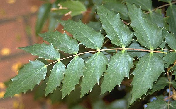 <p>-11+ leaflets attached to leaf<br>-compound leaf<br>-serrated leaf margins</p><p></p>