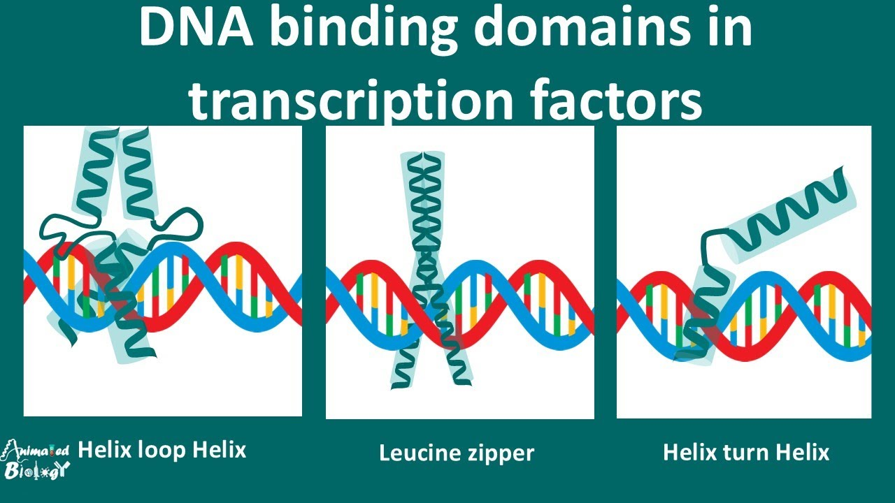 <p><strong>Strategy:</strong> </p><ul><li><p><strong>Helix-loop-helix DNA binding domain:</strong> This refers to a specific structure in proteins that can interact with DNA. It has two helices (spiral shapes) connected by a loop.</p><ul><li><p><strong>One helix binds the major groove of DNA:</strong> The "major groove" is a space in the DNA where certain parts of the DNA structure are exposed, and one helix in the protein forms hydrogen bonds (H-bonds) with it.</p></li><li><p><strong>The other helix binds the DNA backbone:</strong> The second helix in the protein interacts with the backbone of the DNA (the sugar-phosphate chain), using both hydrogen bonds and ionic interactions (electrical attractions between charged groups).</p></li></ul></li></ul><p> 2. <strong>Stabilization &amp; Specificity:</strong> </p><ul><li><p><strong>Helix #1 (positive amino acids):</strong> The first helix contains positively charged amino acids that form hydrogen bonds and ionic interactions with the negatively charged phosphate groups in the DNA backbone.</p></li><li><p><strong>Helix #2 (polar amino acids):</strong> The second helix has polar amino acids that make hydrogen bonds with the nitrogenous bases in the middle of the DNA structure. These bases pair to form the genetic code.</p></li></ul><p> 3. <strong>Common Motif:</strong> </p><ul><li><p><strong>Helix-turn-helix:</strong> This is another common pattern found in DNA binding proteins. It involves two helices and a turn (bend) between them, and it is a basic structural feature for proteins that bind to DNA.</p></li></ul><p> 4. <strong>Impact on Recognition Sequence:</strong> </p><ul><li><p><strong>Sequence-specific (“informative”):</strong> This means the protein binds to a very specific part of the DNA sequence, like a "lock-and-key" mechanism.</p></li><li><p><strong>Helix #2 and DNA:</strong> The second helix forms hydrogen bonds with the DNA sequence itself.</p></li><li><p><strong>Helix #1 and nonspecific interactions:</strong> The first helix makes weaker, nonspecific interactions with the DNA backbone, meaning it doesn’t recognize a particular sequence but helps stabilize the binding.</p></li></ul><p> 5. <strong>Other Domains:</strong> </p><ul><li><p><strong>Found in many proteins:</strong> These DNA binding domains can be found in various proteins, some with only one domain and others with many domains. Each domain helps the protein interact with DNA in different ways.</p></li></ul><p></p>