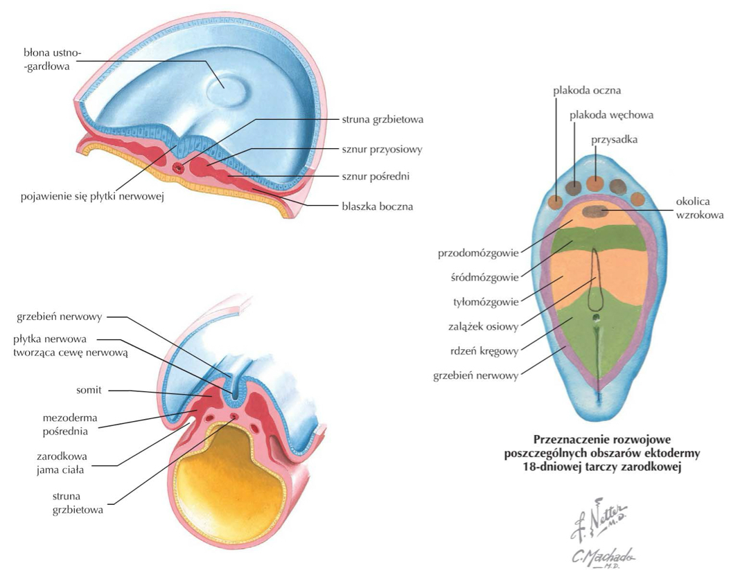 <p>struna grzbietowa i mezoderma przyosiowa </p>