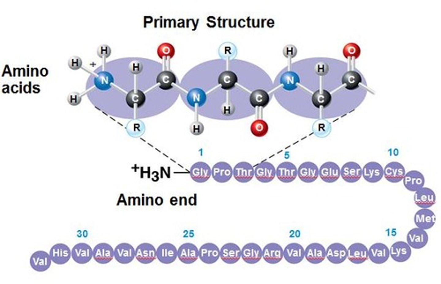 <p>Covalent bonds linking amino acids in proteins.</p>