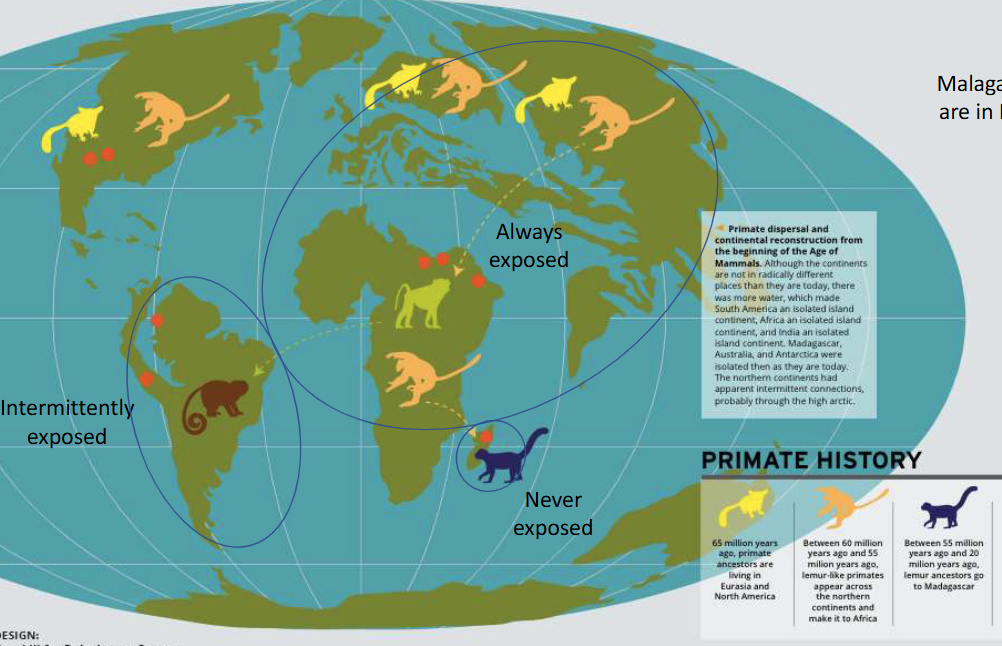 <p> lemures in Madagascar - less evolved visual system</p>