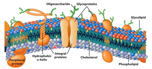 <ul><li><p>asymmetrical</p></li><li><p>two leaflets have distinct lipid composition in many plasma membranes</p><ul><li><p>outer contains glycolipids and glycoproteins</p></li></ul></li></ul><p></p>