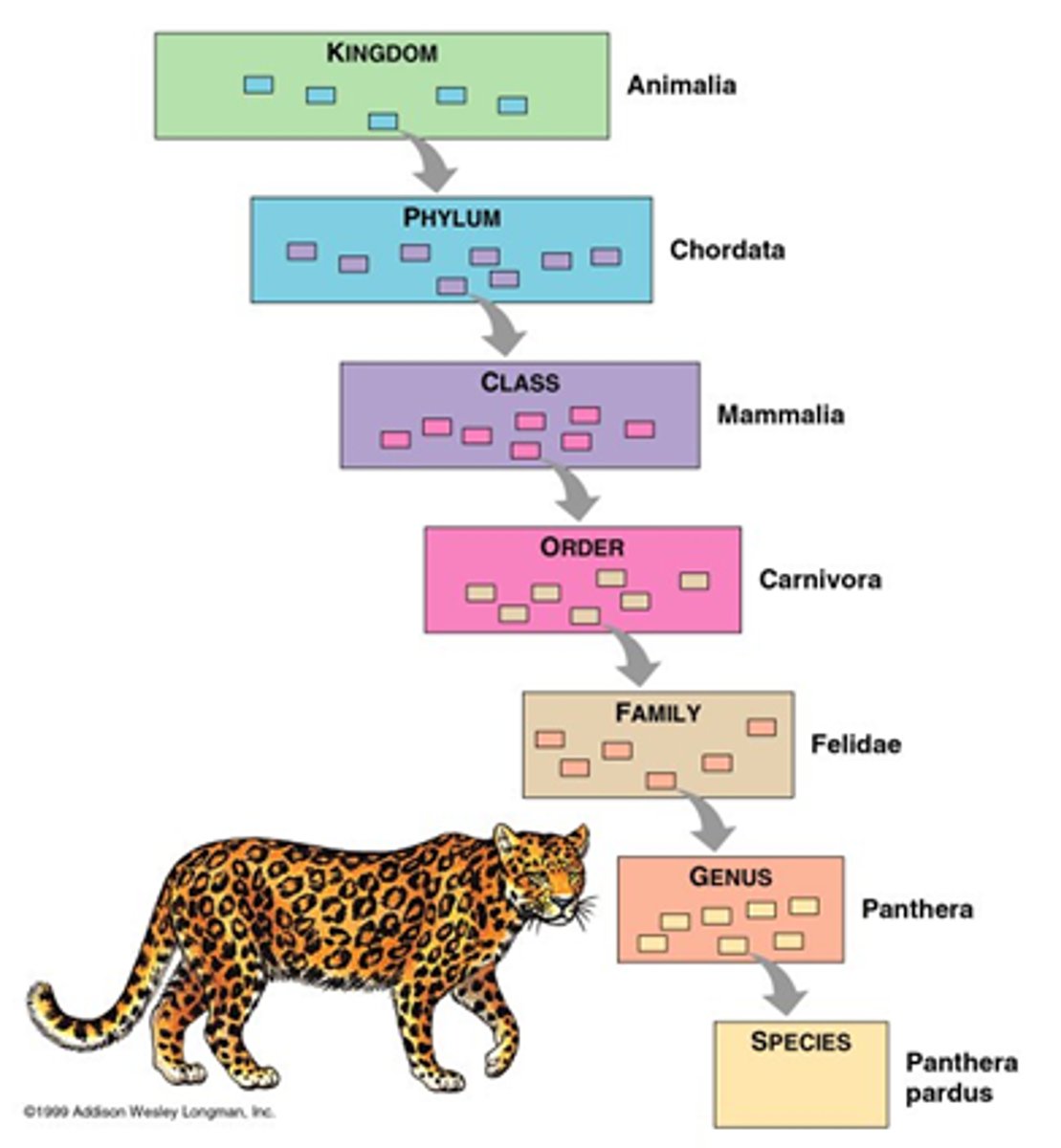 <p>branch of Biology that names organisms</p>