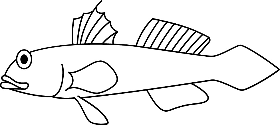 <p>Two-part dorsal fin<br>In rest: straight body<br>Size: 5 cm</p>