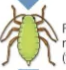 <ol start="3"><li><p>Sexual Reproduction <span data-name="pregnant_woman" data-type="emoji">🤰</span></p></li></ol><p>Switching between Sexual and Asexual Reproduction: aphids <span data-name="green_circle" data-type="emoji">🟢</span> </p><ul><li><p>How do aphids take advantage of both forms of sexual reproduction?</p></li></ul><p></p>