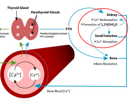 <p>parathyroid gland increases PTH secretion; PTH stimulates kidneys to resorb calcium and produce 1-alpha-hydroxylase enzyme needed to activate vitamin D; vitamin D3 will act on intestines to absorb more calcium from food/drink; also stimulates bone resorption</p>