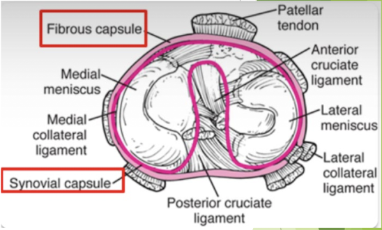 <ul><li><p>Fibrous capsule attaches to the margins of the femoral and tibial condyles. </p></li><li><p>Synovial layer of capsule folds into the intercondylar notch; thus ACL and PCL are intracapsular but extrasynovial. </p></li></ul><p></p>