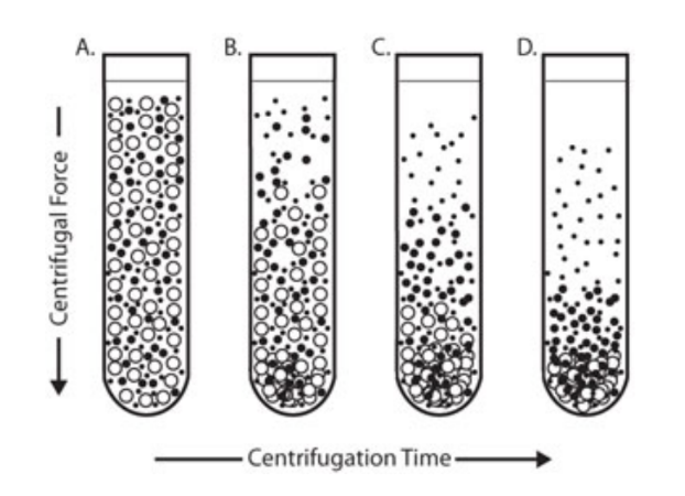 <p>PELLET</p><p>larger and denser</p>