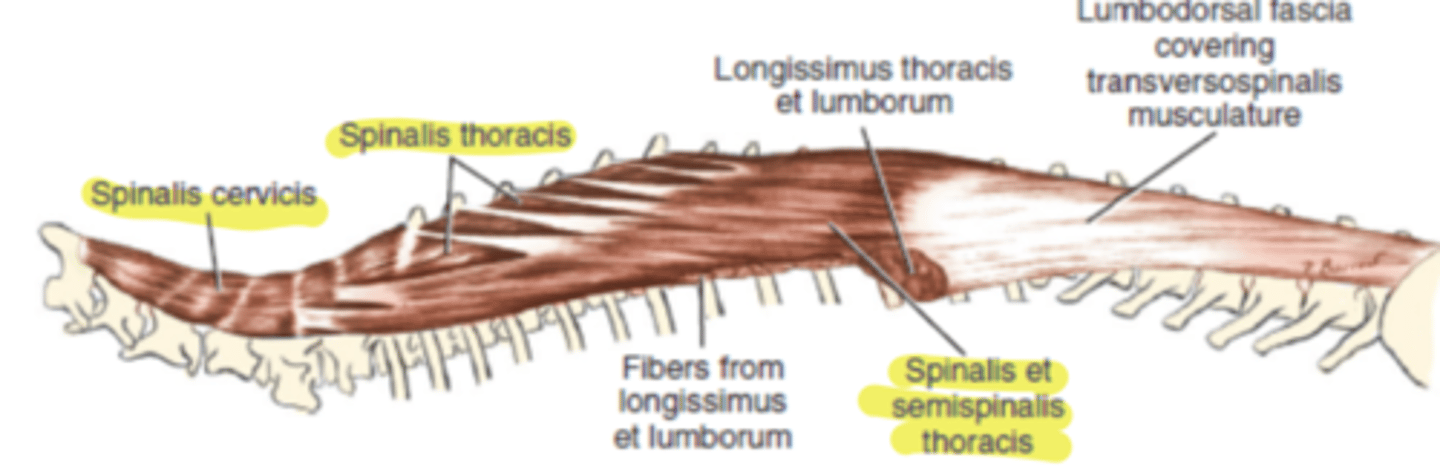 <p><span class="bgP">innervate :</span> dorsal cervical, thoracic and lumbar spinal nerves</p><p><span class="bgP">function</span> : fixation of cervical and thoracic spine </p><p><span class="bgP">where</span> : origin spinous process of cervical to spinous process of thoracic </p>