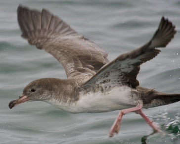 <p>Pelagic ocean waters</p>