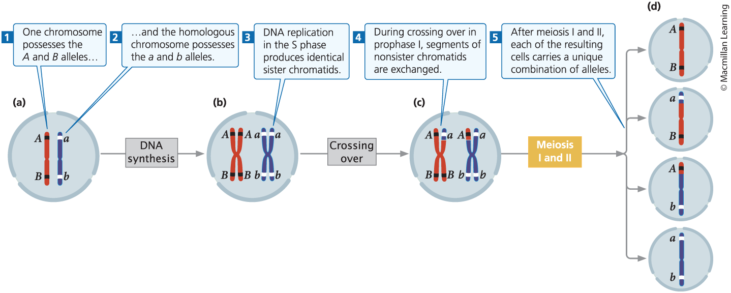 <p><span><span>The exchange of genetic information/chromosome segments between the sister chromatid of one chromosome and the sister chromatid of the other synapsed chromosome. This is the first mechanism of generating genetic variation in newly formed gametes. </span></span></p>