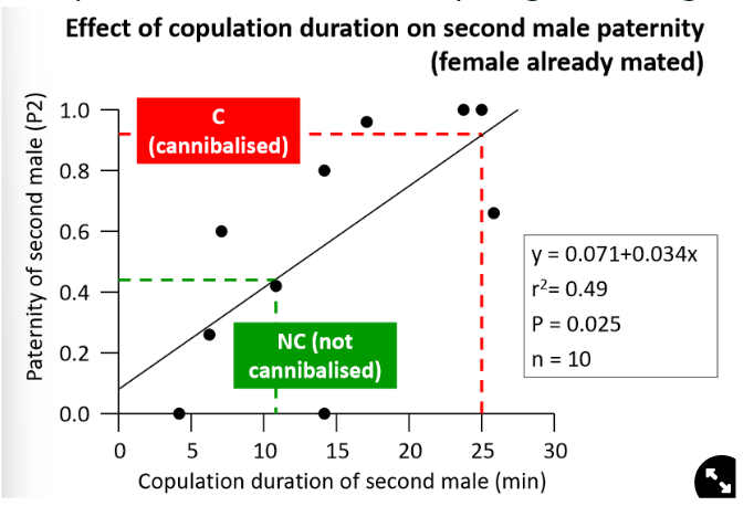 <ul><li><p>males that are cannibalised copulate for longer</p><p><strong>→ the longer the second male copulates, the more offspring he will gain</strong></p></li></ul>