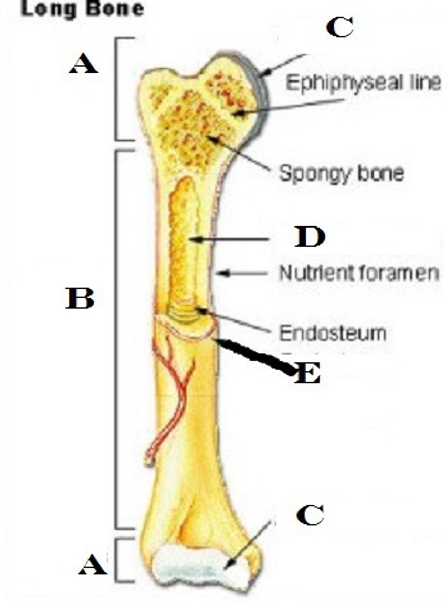 <p>tough, tight-fitting membrane that covers bone's surface</p>