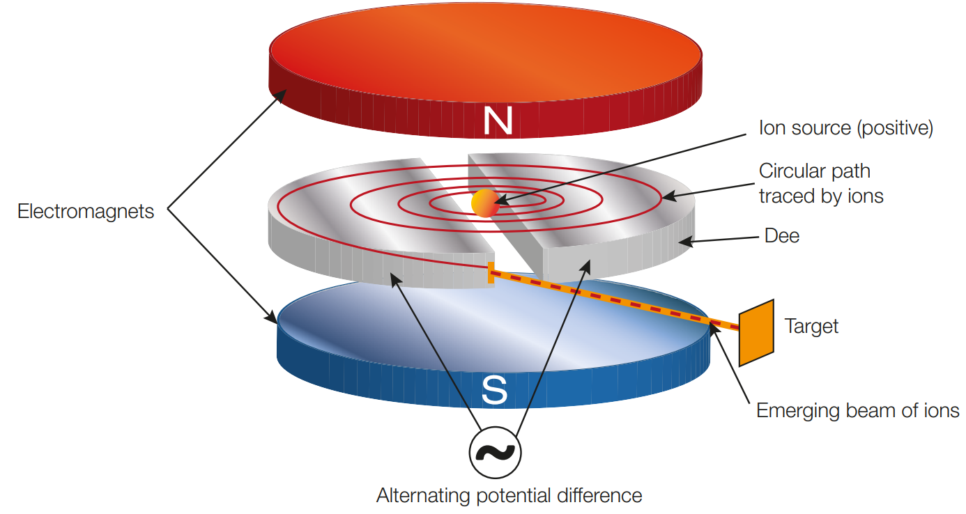 <ul><li><p>cyclotron is composed of two hollow D-shaped copper conductors called Dees</p></li><li><p>the potential difference in the gap between the dees produces a uniform electric field</p></li><li><p>when the  charges enter the electric field they are accellerated as the electric field exerts a force on the charges, due to f=ma, the charges gain speed</p></li><li><p>the magnetic field created by electromagnets above and below the dees cause the charged particles to move in a semi circular path through the dees so that they return to the electric field</p></li><li><p>the electric field is reversed when the charges return to the gap so that they once again accellerate accross the electric field</p></li><li><p>the process repeats many times and the charges eventually exit the cyclotron having accumulated a large amount of kinetic energy and thus speed </p></li><li><p>the charges do not gain energy while inside the dees as there is no electric field within a hollow conductor</p></li></ul>