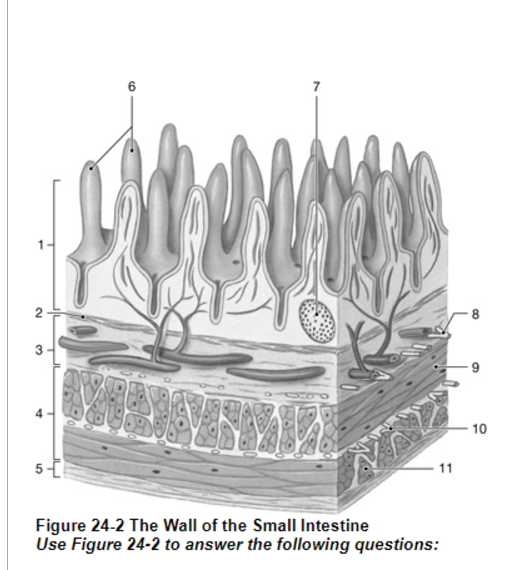 <p><span>What is the layer labeled “2”?</span></p>