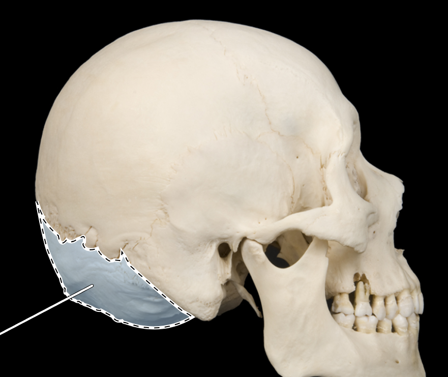 <p>what is shaded blue </p>