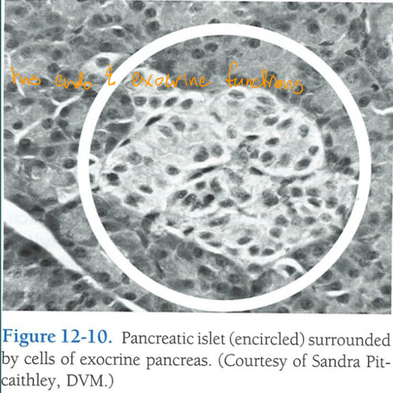 <p>masses of cells (pancreatic islet cells - islets of Langerhans) </p>