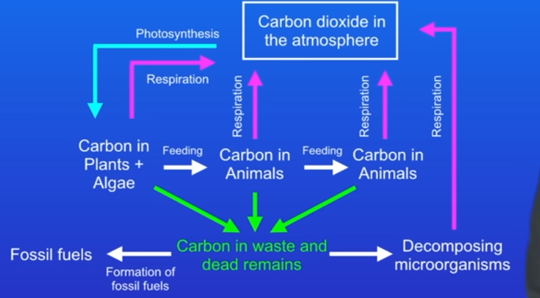 <p>The carbon in the dead remains can slowly be converted to fossil fuels, and over millions of years, a large amount of carbon will be trapped underground as fossil fuels</p>