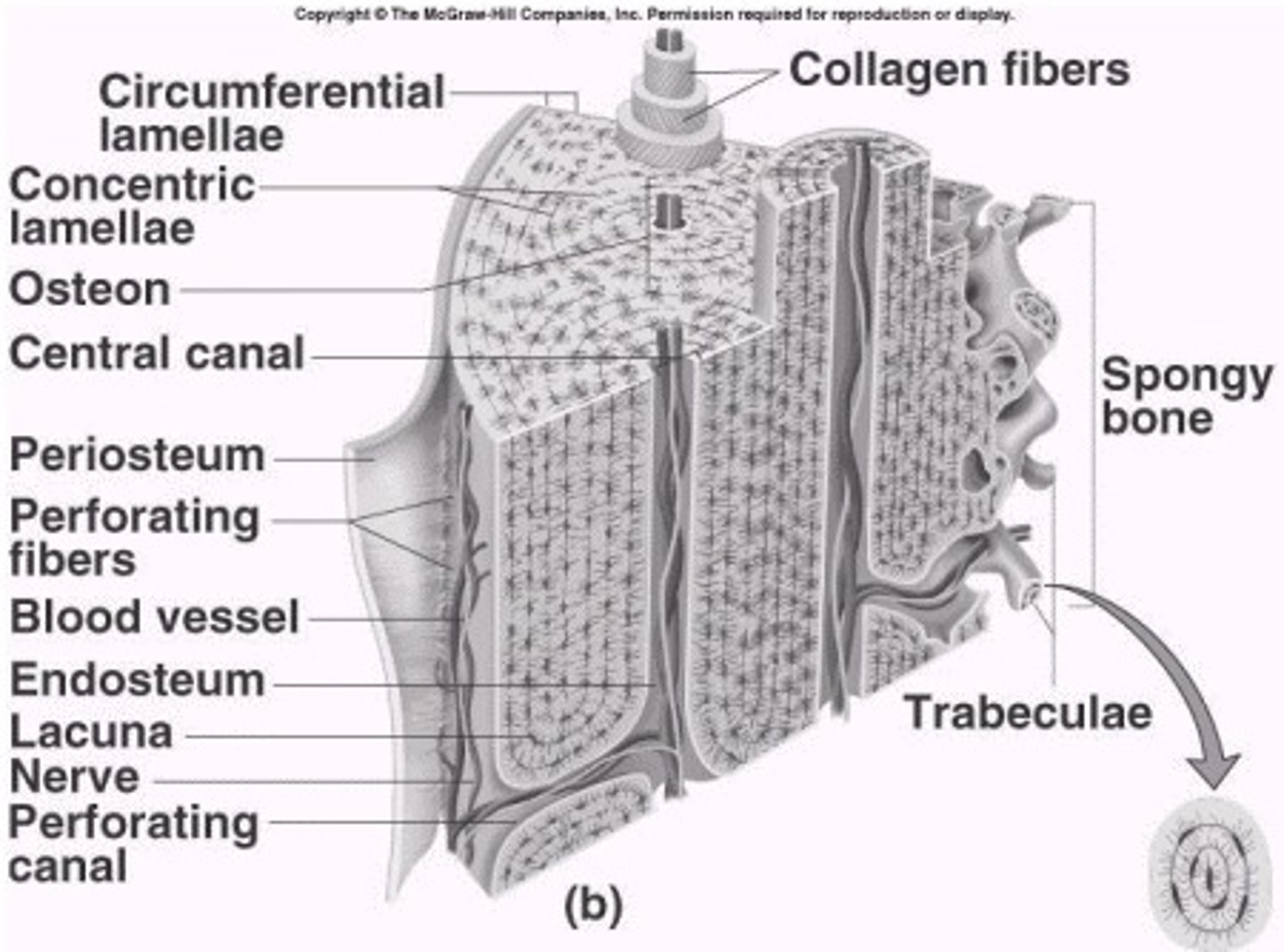 <p>The many thin layers of compact bone with no spaces</p>