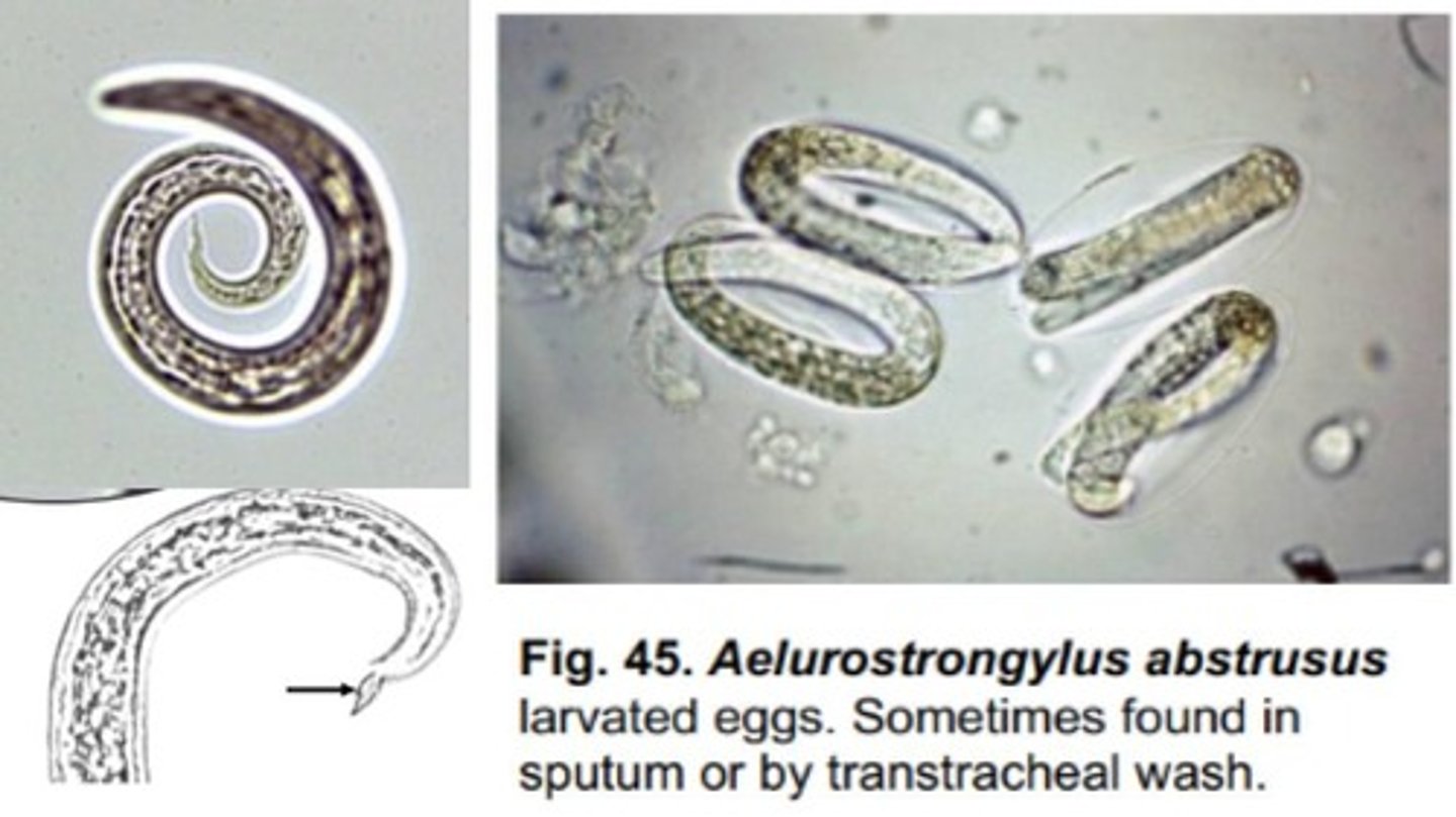 <p>Lungworm that infects the bronchioles, lung parenchyma, & alveoli of domestic/wild felids</p><p>-Eggs can be found in sputum or transtracheal washes</p><p>-Characteristic tail of L1 with an S-shaped bend & dorsal spine</p>