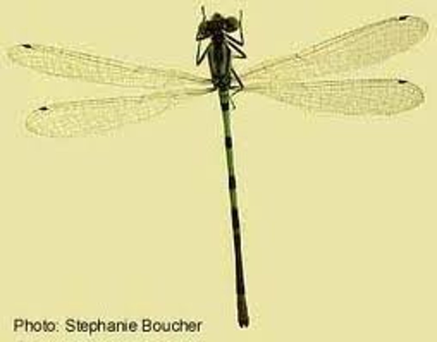 <p>very slender abdomen. transparent and long wings that lay vertically at rest. weak flyer but at least their pretty with vivid colors.</p>