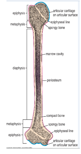<p>In shaft:</p><ul><li><p>entire thickness of bone tissue = compact, (only small portion = spongy), which faces the marrow cavity.</p></li></ul><p></p><p>At ends:</p><ul><li><p>most of the bone is spongy, and only the outer shell of bone is compact.</p></li></ul><p></p>