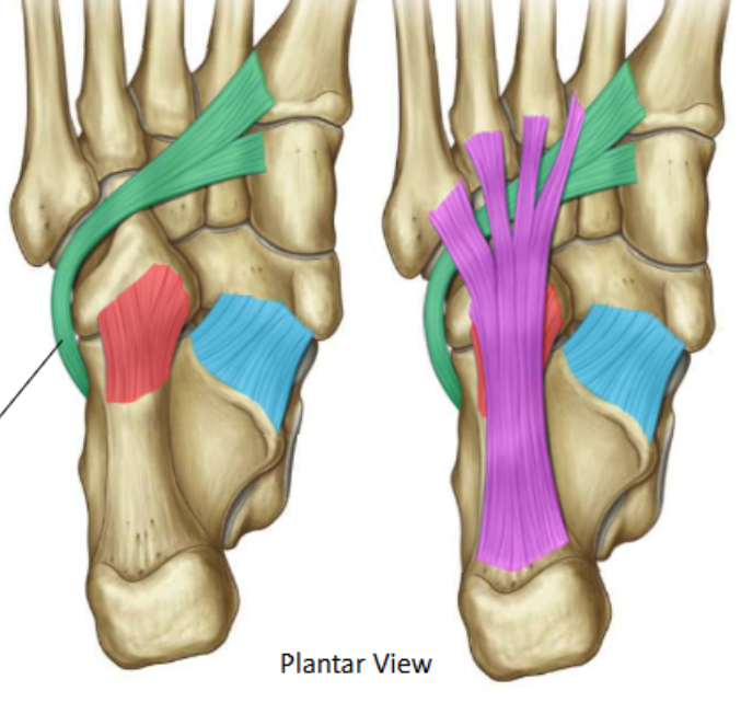 <p>Short plantar</p>