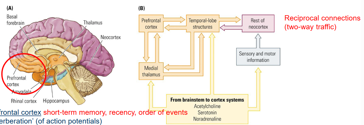 <p>Short-term memory, recency, order of events.</p><ul><li><p><em>‘Reverberation’ (of action potentials).</em></p></li><li><p>Frontal lobe receives input from all sensory systems.</p></li><li><p>Many multimodal cells that process complex information. </p></li></ul><p></p>
