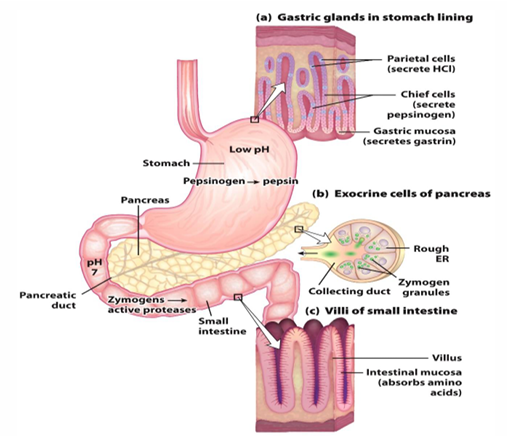 <p><span><em>Parietal cells release HCL, chief release pepsinogen, and gastric mucosa release gastrin all to start the digestion. In the stomach, the pepsinogen is turned into pepsin (most important) to begin the digestion. Then these will go to the duodenum, and will have bicarbonate released to raise the pH. Then pancreas releases zymogens to continue digestion which are activated. Then when we have amino acids, we absorb them</em></span></p>