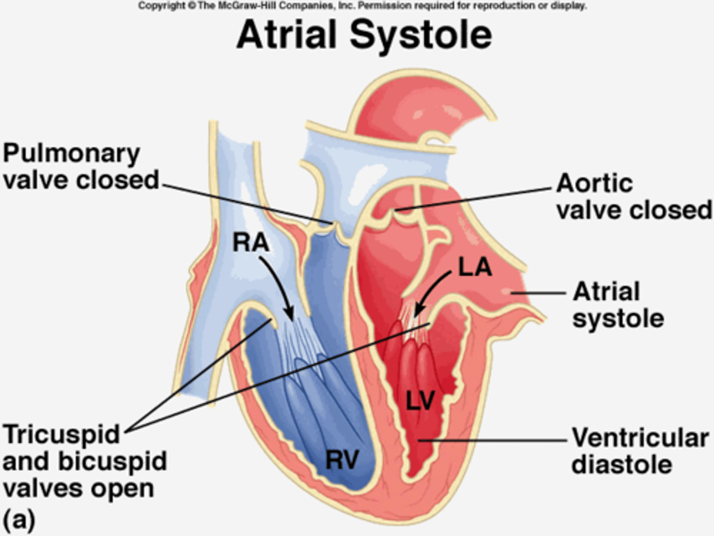 <p>The atria contract, pushing any remaining blood into the ventricles.</p>