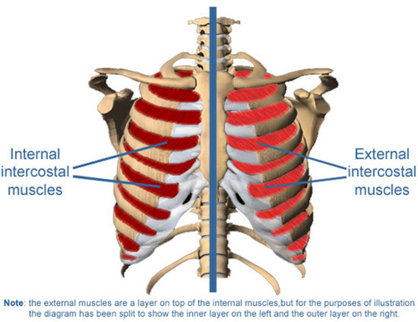 <p>Inferior surface of superior rib -&gt; superior surface of rib below•</p><p>Expand the ribcage</p>